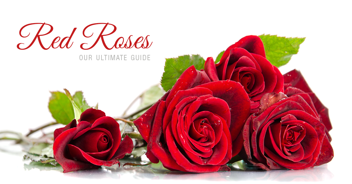 A Guide To Red Roses